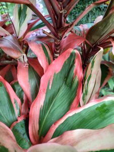 Orange Glow is a variety of ti found at Garden and Gully