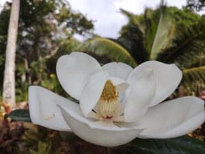 Magnolia