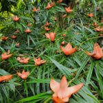 Freycinetia multiflora