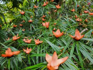 Freycinetia multiflora