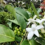 The Wedding Flower Stephanotis