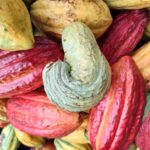 Cacao Pods from Mapele Field