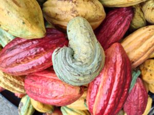 Cacao Pods from Mapele Field