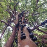 Jaboticaba Brazilian grape