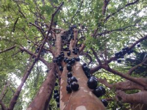 Jaboticaba Brazilian grape