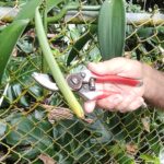 Vanilla Growing in Gully mauka