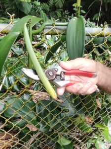 Vanilla Growing in Gully mauka