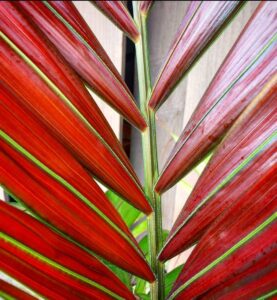 Chambeyronia palm found at Garden and Gully